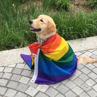 𝙰𝙼𝙸𝚉𝙰𝙳𝙴 𝙻𝙶𝙱𝚃𝚀𝙸𝙰𝙿𝙽+ 🏳️‍🌈🏳️‍⚧️